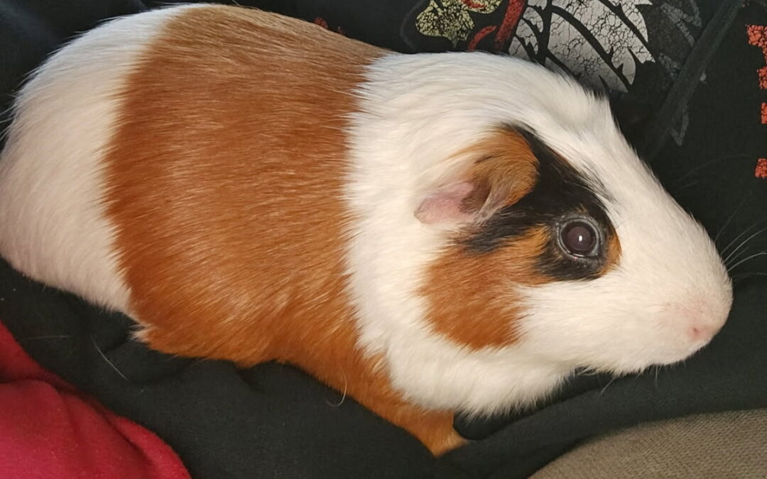 Fluffy