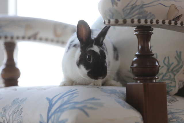 Lilly