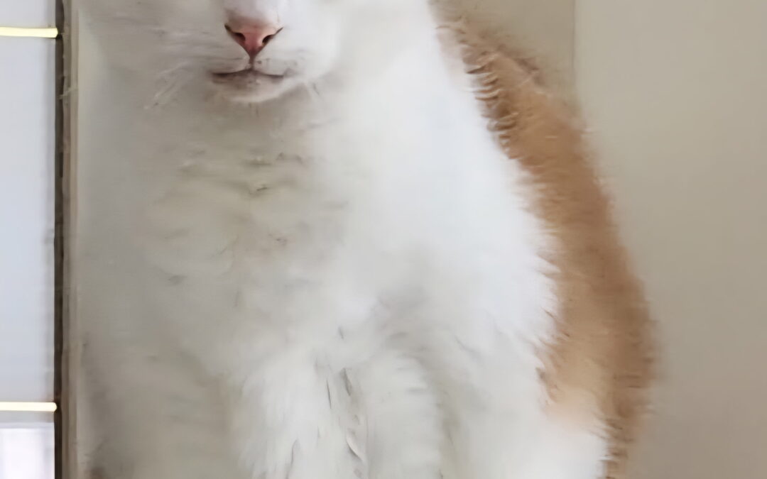 Tabitha