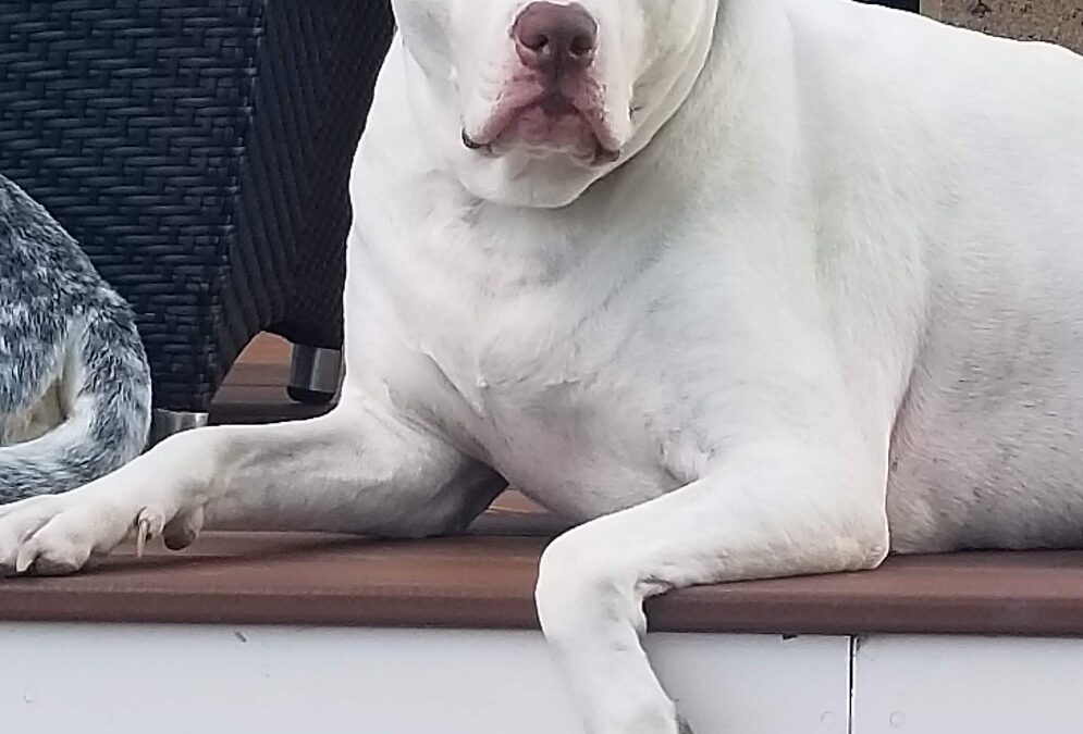Bruce