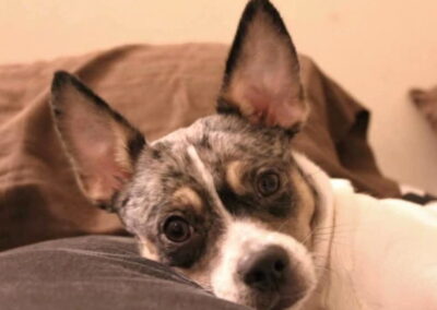Benji