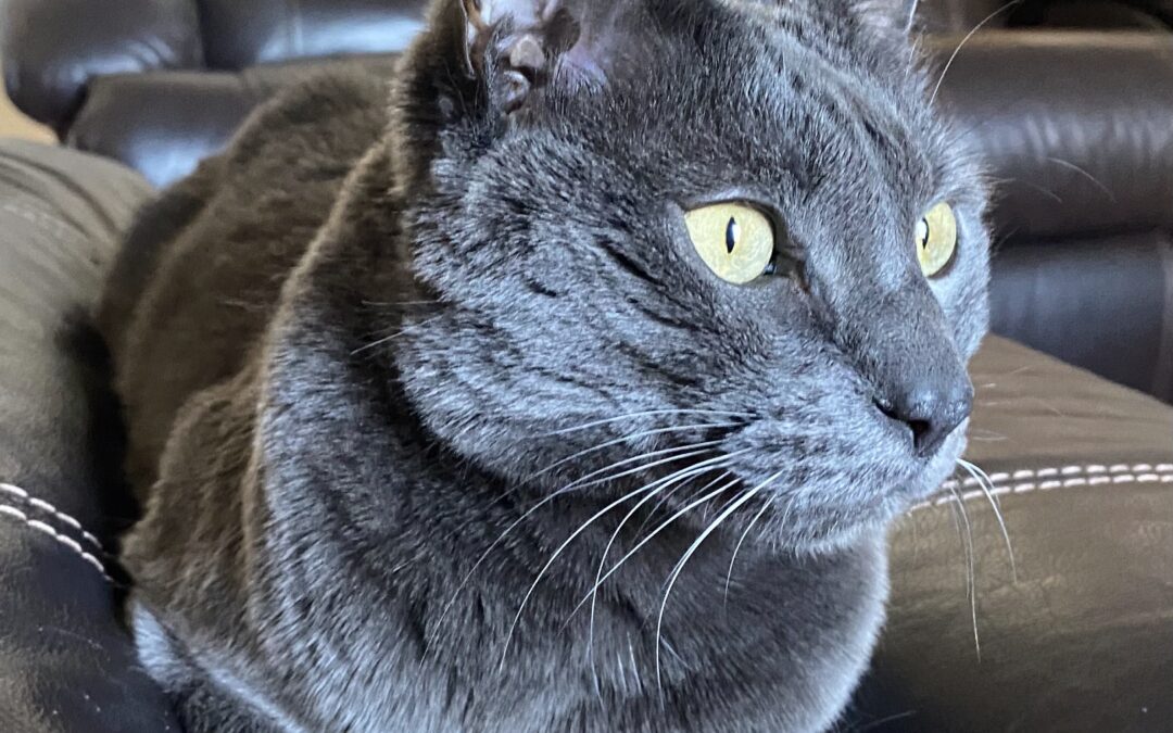 Earl Grey