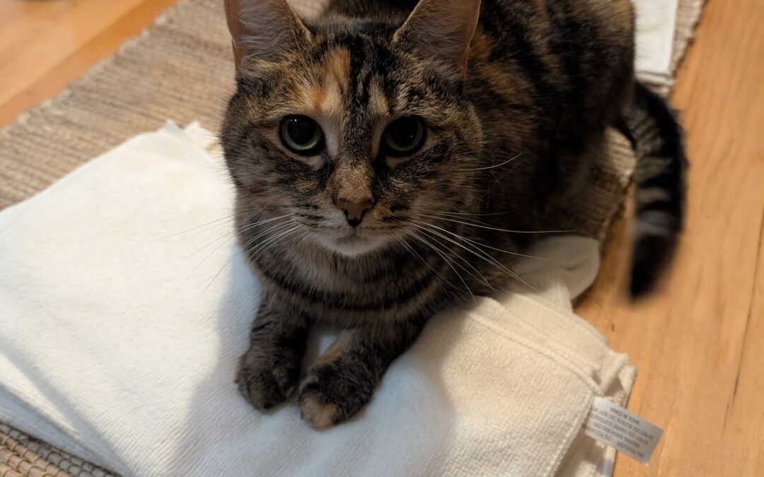 Lily