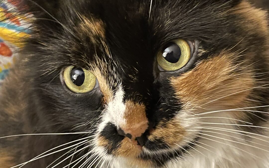 Lily