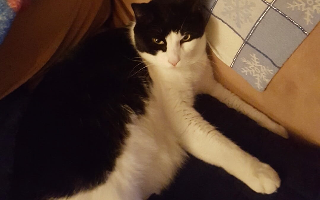 Oreo