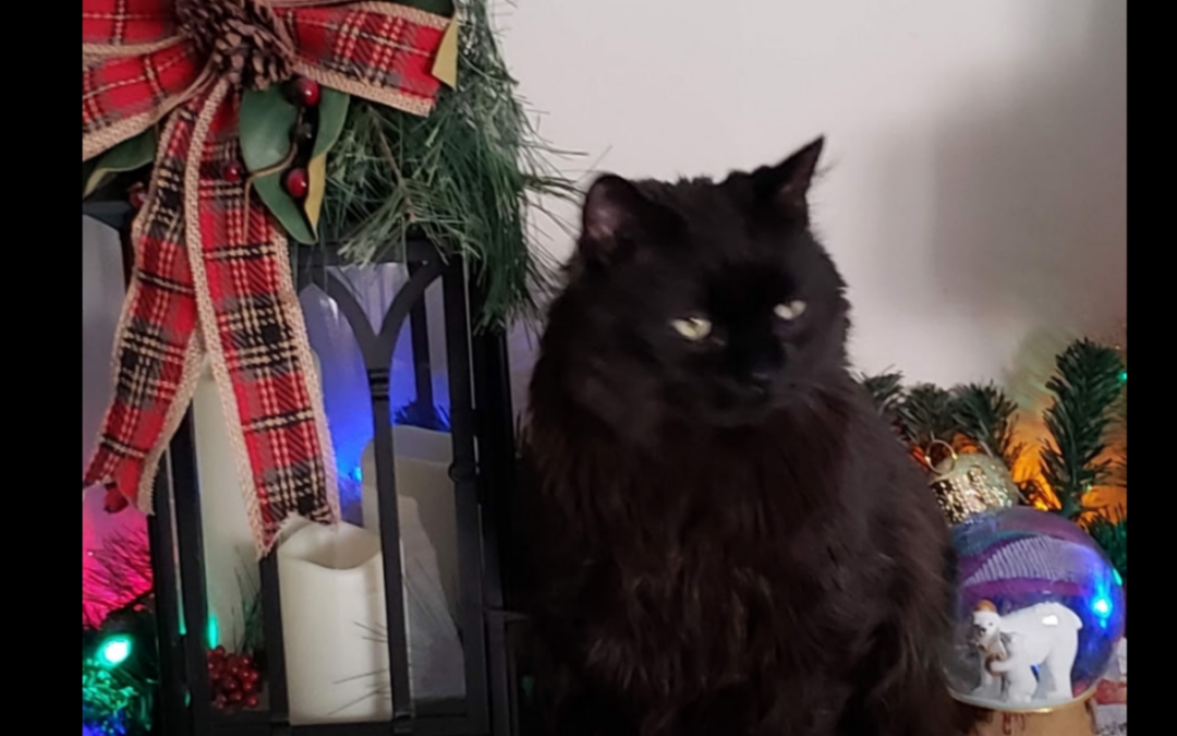 Mowmow