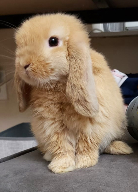 Caramel
