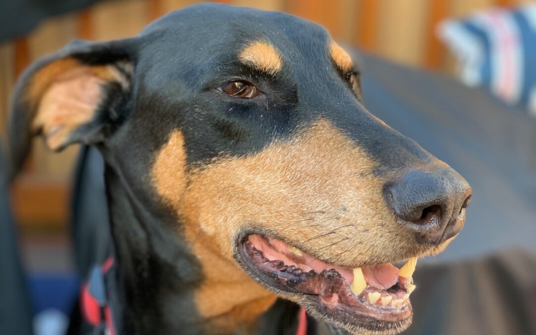 Bella