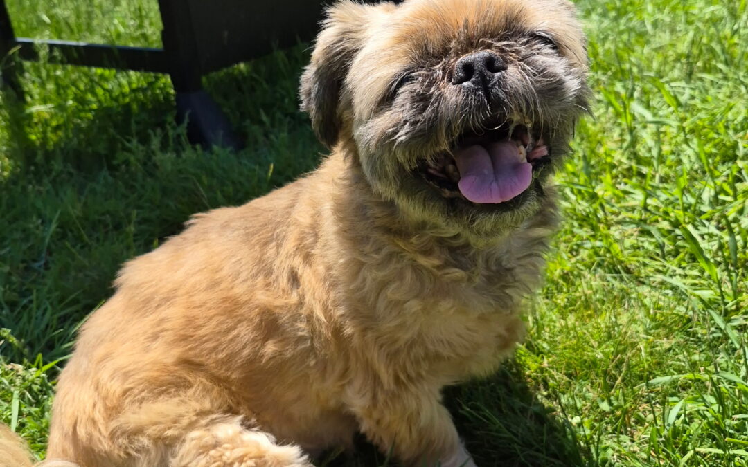 Gizmo