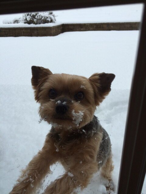 Reese