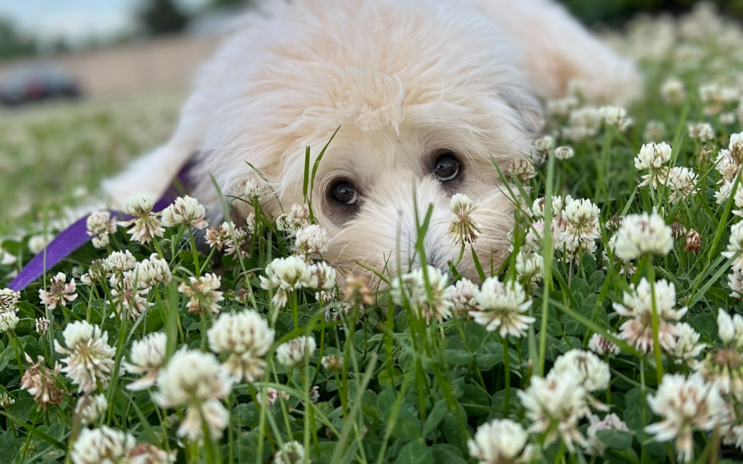 Molly