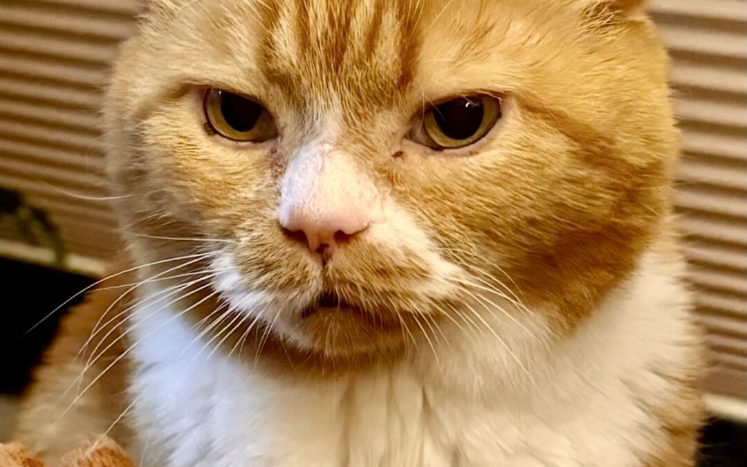 Stanley