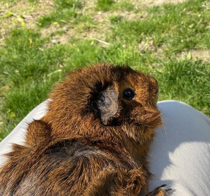 Choco Lechonk