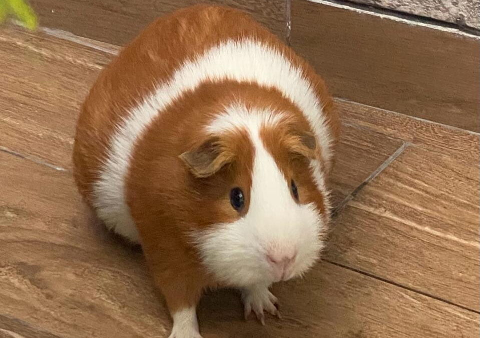 Alf